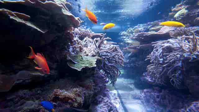Schad Gallery of Biodiversity venue for gala dinners and evening receptions at the Royal Ontario Museum.