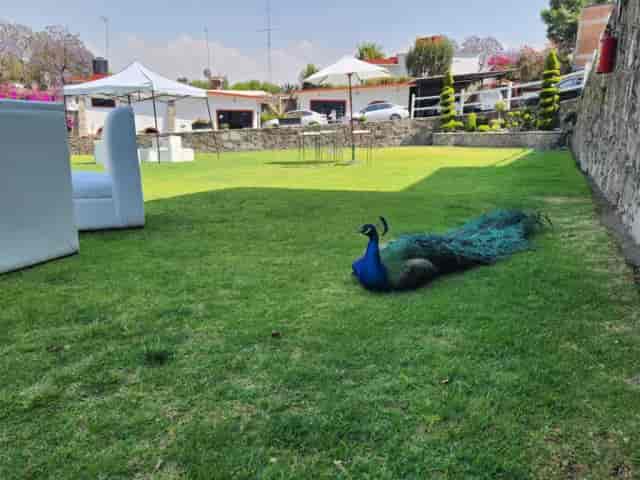 Finca La Gloria outdoor event garden with grazing livestock for rustic wedding or farm venue hire.
