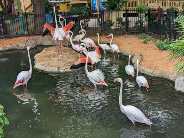 San Antonio Zoo - >Eddie Murdock</a>