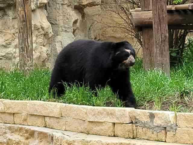 Nanyuki Banquet Room, San Antonio Zoo: security incident at corporate event venue, perimeter breach.