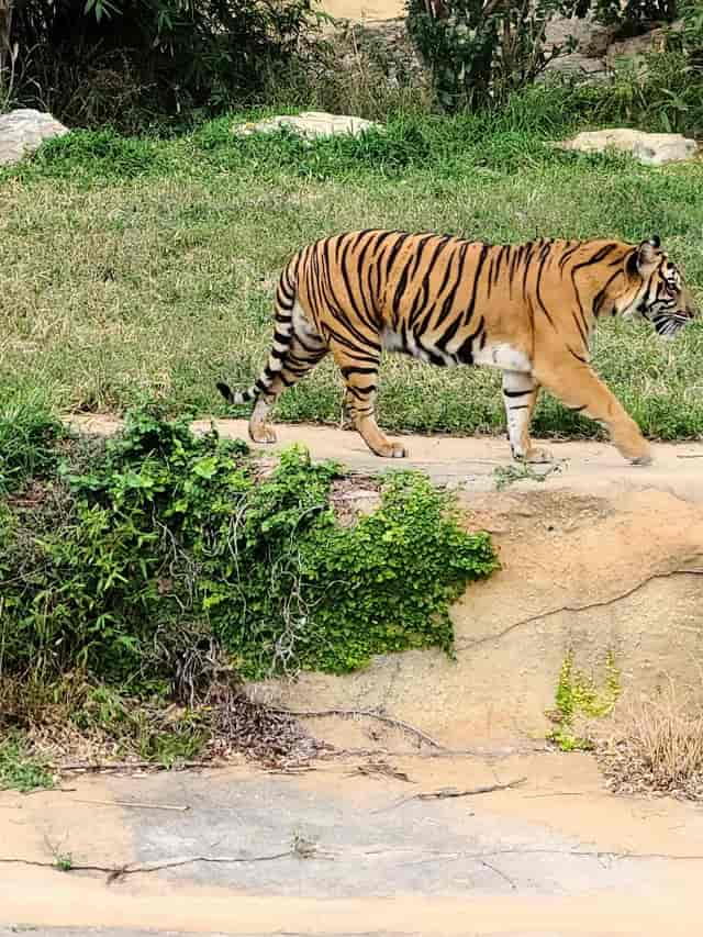 San Antonio Zoo pavilion venue, hazardous structural layout, event space planning, site assessment.