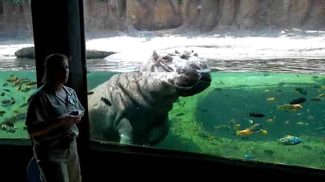 Hippo Overlook