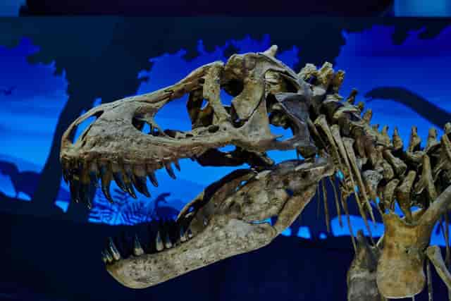 Altepepialcalli Museum centerpiece with backlit display for experiential event staging.